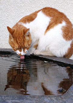 Leftover-water-of-a-cat.jpg