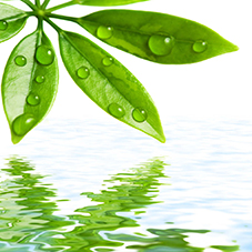 Water-in-which-leaves-are-mixed.jpg