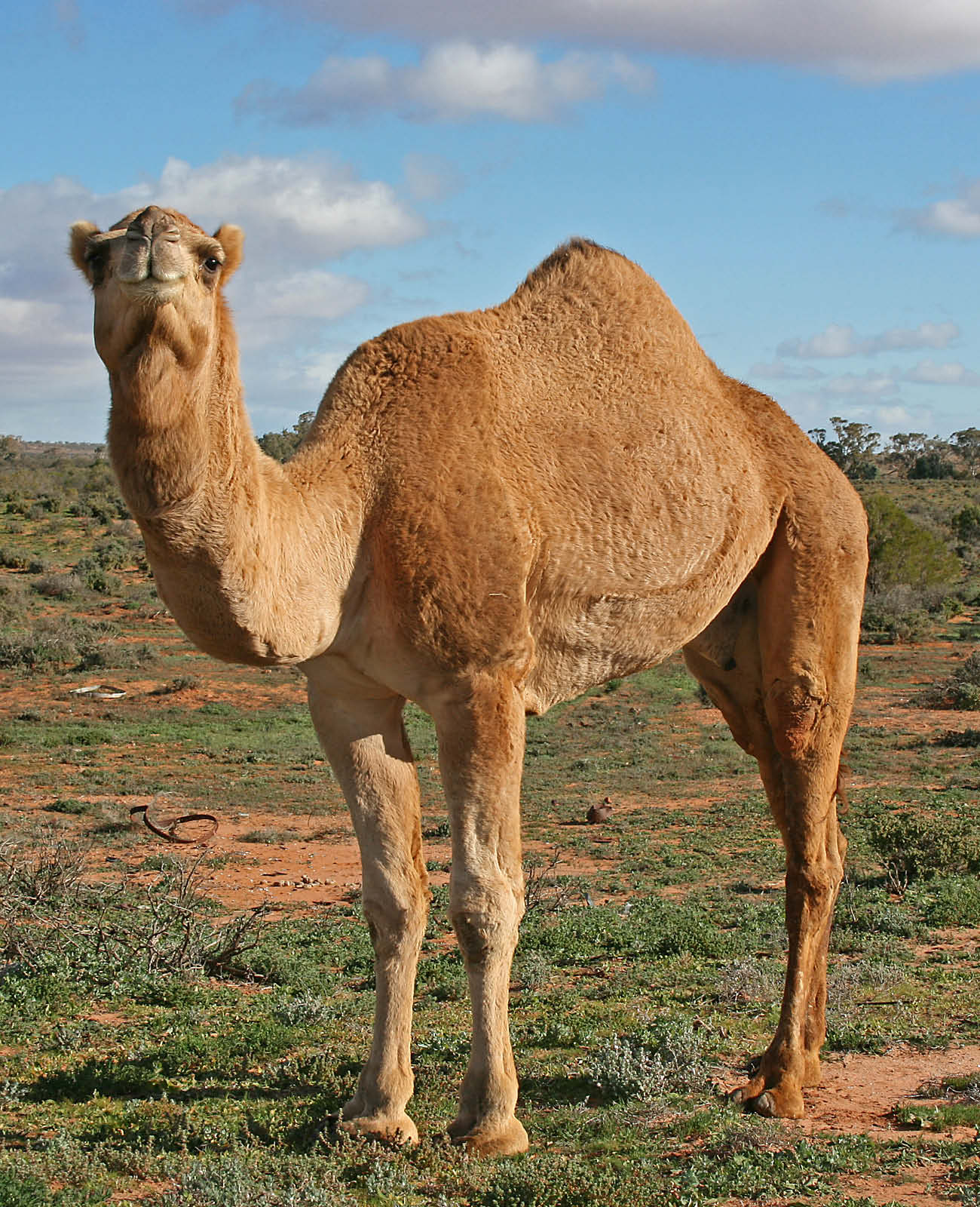 05_09_007-A camel.jpg