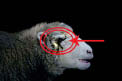 05_10_004-A one-eyed sheep.jpg