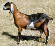 05_10_008-A tailless goat.jpg
