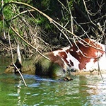 A dead animal which has not changed the nature of the water