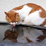 Leftover water of a cat