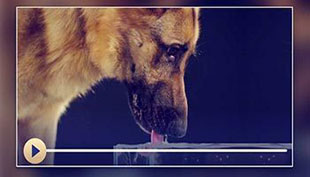 نجاست کے احکام