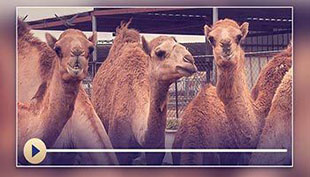 فدیہ اور قربانی کا بیان